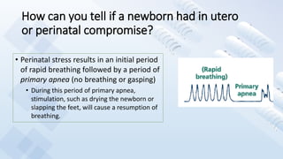 How can you tell if a newborn had in utero
or perinatal compromise?
• Perinatal stress results in an initial period
of rapid breathing followed by a period of
primary apnea (no breathing or gasping)
• During this period of primary apnea,
stimulation, such as drying the newborn or
slapping the feet, will cause a resumption of
breathing.
 