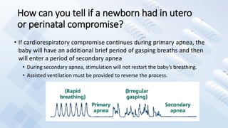 How can you tell if a newborn had in utero
or perinatal compromise?
• If cardiorespiratory compromise continues during primary apnea, the
baby will have an additional brief period of gasping breaths and then
will enter a period of secondary apnea
• During secondary apnea, stimulation will not restart the baby’s breathing.
• Assisted ventilation must be provided to reverse the process.
 