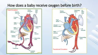 How does a baby receive oxygen before birth?
Fetal Circulation
Transitional Circulation
 