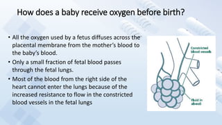 How does a baby receive oxygen before birth?
• All the oxygen used by a fetus diffuses across the
placental membrane from the mother’s blood to
the baby’s blood.
• Only a small fraction of fetal blood passes
through the fetal lungs.
• Most of the blood from the right side of the
heart cannot enter the lungs because of the
increased resistance to flow in the constricted
blood vessels in the fetal lungs
 