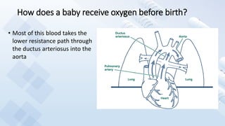 How does a baby receive oxygen before birth?
• Most of this blood takes the
lower resistance path through
the ductus arteriosus into the
aorta
 