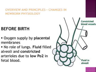 AFTER BIRTH
 Baby cries  takes first breath  air enters
alveoli  alveolar fluid gets absorbed 
increased Po2  relaxe...