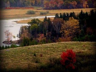 Autumn across the mnarshes
 