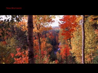 New Brunswick
 