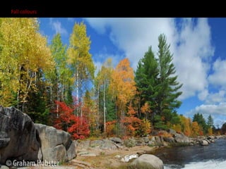 Fall colours
 