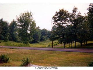 Gourdvine terrain 