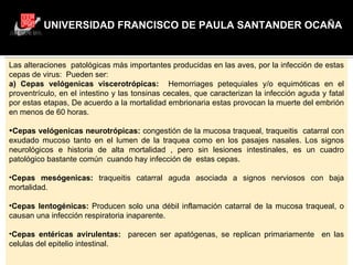 UNIVERSIDAD FRANCISCO DE PAULA SANTANDER OCAÑA Las alteraciones  patológicas más importantes producidas en las aves, por la infección de estas cepas de virus:  Pueden ser: a) Cepas velógenicas viscerotrópicas:  Hemorriages petequiales y/o equimóticas en el proventrículo, en el intestino y las tonsinas cecales, que caracterizan la infección aguda y fatal por estas etapas, De acuerdo a la mortalidad embrionaria estas provocan la muerte del embrión en menos de 60 horas.   Cepas velógenicas neurotrópicas:  congestión de la mucosa traqueal, traqueitis  catarral con exudado mucoso tanto en el lumen de la traquea como en los pasajes nasales. Los signos neurológicos e historia de alta mortalidad , pero sin lesiones intestinales, es un cuadro patológico bastante común  cuando hay infección de  estas cepas. Cepas mesógenicas:  traqueitis catarral aguda asociada a signos nerviosos con baja mortalidad. Cepas lentogénicas:  Producen solo una débil inflamación catarral de la mucosa traqueal, o causan una infección respiratoria inaparente. Cepas entéricas avirulentas:  parecen ser apatógenas, se replican primariamente  en las celulas del epitelio intestinal. 