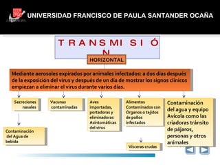 UNIVERSIDAD FRANCISCO DE PAULA SANTANDER OCAÑA TRANSMISIÓN HORIZONTAL Mediante aerosoles expirados por animales infectados: a dos días después  de la exposición del virus y después de un día de mostrar los signos clínicos  empiezan a eliminar el virus durante varios días. Secreciones nasales Vacunas contaminadas Aves  importadas,  portadoras y  eliminadoras  Asintomáticas  del virus  Alimentos  Contaminados con  Órganos o tejidos  de pollos infectados Vísceras crudas  Contaminación del Agua de  bebida Contaminación  del agua y equipo Avícola como las criadoras tránsito de pájaros, personas y otros animales  