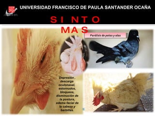 UNIVERSIDAD FRANCISCO DE PAULA SANTANDER OCAÑA Depresión , descarga  oculonasal,  estornudos, bloqueos, disminución de la postura, edema facial de la cabeza y barbillas. Parálisis de patas y alas SINTOMAS 