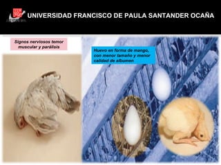 UNIVERSIDAD FRANCISCO DE PAULA SANTANDER OCAÑA Signos nerviosos temor muscular y parálisis Huevo en forma de mango, con menor tamaño y menor calidad de albumen 