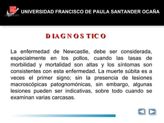 UNIVERSIDAD FRANCISCO DE PAULA SANTANDER OCAÑA DIAGNOSTICO GRACIAS La enfermedad de Newcastle, debe ser considerada, especialmente en los pollos, cuando las tasas de morbilidad y mortalidad son altas y los síntomas son consistentes con esta enfermedad. La muerte súbita es a veces el primer signo; sin la presencia de lesiones macroscópicas patognomónicas, sin embargo, algunas lesiones pueden ser indicativas, sobre todo cuando se examinan varias carcasas. 