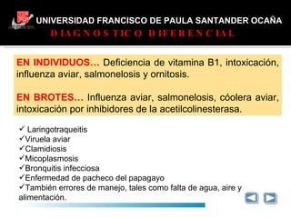 UNIVERSIDAD FRANCISCO DE PAULA SANTANDER OCAÑA GRACIAS EN INDIVIDUOS…  Deficiencia de vitamina B1, intoxicación, influenza aviar, salmonelosis y ornitosis. EN BROTES…  Influenza aviar, salmonelosis, cóolera aviar, intoxicación por inhibidores de la acetilcolinesterasa. Laringotraqueitis  Viruela aviar Clamidiosis Micoplasmosis Bronquitis infecciosa Enfermedad de pacheco del papagayo También errores de manejo, tales como falta de agua, aire y alimentación. DIAGNOSTICO DIFERENCIAL 