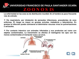 UNIVERSIDAD FRANCISCO DE PAULA SANTANDER OCAÑA ZOONOSIS GRACIAS La enfermedad en las aves es de distribución mundial. En el hombre es poco frecuente vías de entrada: Vía respiratoria, por inhalación de aerosoles infecciosos, procedentes de aves enfermas. El riesgo es mayor en granjas avícolas, mataderos y laboratorios. En granjas la infección puede contraerse al administrar vacunas vivas en pulverizaciones o aerosoles. Por contacto intensivo con animales infectados y sus productos así como con objetos contaminados. La transmisión se efectúa al restregarse los ojos con las manos contaminadas al manipular aves o el virus. 