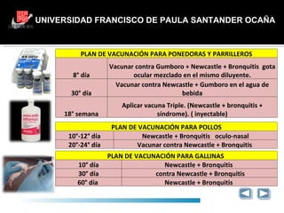 UNIVERSIDAD FRANCISCO DE PAULA SANTANDER OCAÑA GRACIAS PLAN DE VACUNACIÓN PARA PONEDORAS Y PARRILLEROS 8° día Vacunar contra Gumboro + Newcastle + Bronquitis  gota ocular mezclado en el mismo diluyente. 30° día Vacunar contra Newcastle + Gumboro en el agua de bebida 18° semana Aplicar vacuna Triple. (Newcastle + bronquitis + síndrome). ( inyectable) PLAN DE VACUNACIÓN PARA POLLOS 10°-12° día Newcastle + Bronquitis   oculo-nasal 20°-24° día Vacunar contra Newcastle + Bronquitis  PLAN DE VACUNACIÓN PARA GALLINAS  10° día Newcastle + Bronquitis   30° día contra Newcastle + Bronquitis 60° día  Newcastle + Bronquitis   