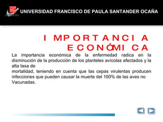 UNIVERSIDAD FRANCISCO DE PAULA SANTANDER OCAÑA IMPORTANCIA ECONÓMICA La importancia económica de la enfermedad radica en la disminución de la producción de los planteles avícolas afectados y la alta tasa de mortalidad, teniendo en cuenta que las cepas virulentas producen infecciones que pueden causar la muerte del 100% de las aves no Vacunadas. 