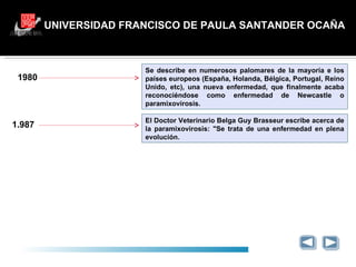 UNIVERSIDAD FRANCISCO DE PAULA SANTANDER OCAÑA Se describe en numerosos palomares de la mayoría e los países europeos (España, Holanda, Bélgica, Portugal, Reino Unido, etc), una nueva enfermedad, que finalmente acaba reconociéndose como enfermedad de Newcastle o paramixovirosis. 1980 1.987 El Doctor Veterinario Belga Guy Brasseur escribe acerca de la paramixovirosis: "Se trata de una enfermedad en plena evolución. 