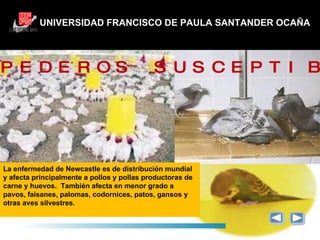 UNIVERSIDAD FRANCISCO DE PAULA SANTANDER OCAÑA HOSPEDEROS SUSCEPTIBLES La enfermedad de Newcastle es de distribución mundial y afecta principalmente a pollos y pollas productoras de carne y huevos.  También afecta en menor grado a pavos, faisanes, palomas, codornices, patos, gansos y otras aves silvestres. 