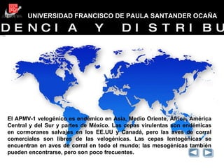 UNIVERSIDAD FRANCISCO DE PAULA SANTANDER OCAÑA GRACIAS INCIDENCIA Y DISTRIBUCIÓN El APMV-1 velogénico es endémico en Asia, Medio Oriente, África, América Central y del Sur y partes de México. Las cepas virulentas son endémicas en cormoranes salvajes en los EE.UU y Canadá, pero las aves de corral comerciales son libres de las velogénicas. Las cepas lentogénicas se encuentran en aves de corral en todo el mundo; las mesogénicas también pueden encontrarse, pero son poco frecuentes. 