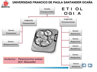 UNIVERSIDAD FRANCICO DE PAULA SANTANDER OCAÑA Avulavirus :  Paramyxovirus aviares  (Enf. Newcastle) ETIOLOGIA 
