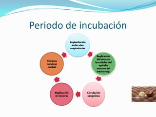 Periodo de incubación