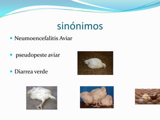 sinónimosNeumoencefalitis Aviar pseudopeste aviarDiarrea verde