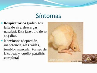 SíntomasRespiratorios (jadeo, tos, falta de aire, descargas nasales). Esta fase dura de 10 a 14 días.Nerviosos (depresión, inapetencia, alas caídas, temblor muscular, torneo de la cabeza y  cuello, parálisis completa)