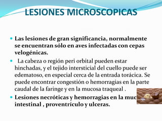 LESIONES MICROSCOPICASLas lesiones de gran significancia, normalmente se encuentran sólo en aves infectadas con cepas velogénicas.   La cabeza o región peri orbital pueden estar hinchadas, y el tejido intersticial del cuello puede ser edematoso, en especial cerca de la entrada torácica. Se puede encontrar congestión o hemorragias en la parte caudal de la faringe y en la mucosa traqueal .Lesiones necróticas y hemorragias en la mucosa intestinal , proventrículo y ulceras.
