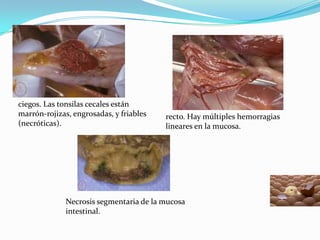 ciegos. Las tonsilas cecales están marrón-rojizas, engrosadas, y friables (necróticas).recto. Hay múltiples hemorragias lineares en la mucosa.Necrosis segmentaria de la mucosa intestinal.