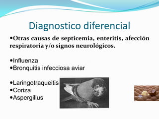 Diagnostico diferencialOtras causas de septicemia, enteritis, afección respiratoria y/o signos neurológicos.InfluenzaBronquitis infecciosa aviarLaringotraqueitisCoriza Aspergillus