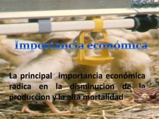 La principal  importancia económica radica en la disminucion de la produccion y la alta mortalidad Importancia económica