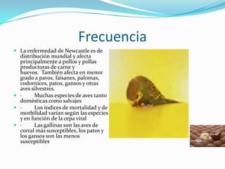 FrecuenciaLa enfermedad de Newcastle es de distribución mundial y afecta principalmente a pollos y pollas productoras de carne y huevos.  También afecta en menor grado a pavos, faisanes, palomas, codornices, patos, gansos y otras aves silvestres.·         Muchas especies de aves tanto domésticas como salvajes·         Los índices de mortalidad y de morbilidad varían según las especies y en función de la cepa viral·         Las gallinas son las aves de corral más susceptibles, los patos y los gansos son las menos susceptibles