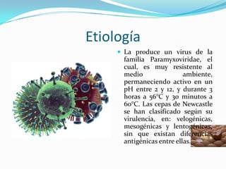 EtiologíaLa produce un virus de la familia Paramyxoviridae, el cual, es muy resistente al medio ambiente, permaneciendo activo en un pH entre 2 y 12, y durante 3 horas a 56°C y 30 minutos a 60°C. Las cepas de Newcastle se han clasificado según su virulencia, en: velogénicas, mesogénicas y lentogénicas, sin que existan diferencias antigénicas entre ellas.
