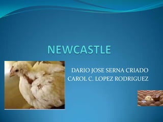 NEWCASTLE DARIO JOSE SERNA CRIADO CAROL C. LOPEZ RODRIGUEZ 