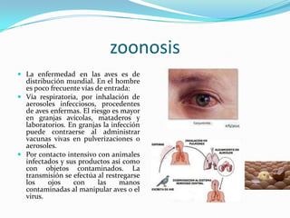 zoonosis
 La enfermedad en las aves es de
  distribución mundial. En el hombre
  es poco frecuente vías de entrada:
 Vía respiratoria, por inhalación de
  aerosoles infecciosos, procedentes
  de aves enfermas. El riesgo es mayor
  en granjas avícolas, mataderos y
  laboratorios. En granjas la infección
  puede contraerse al administrar
  vacunas vivas en pulverizaciones o
  aerosoles.
 Por contacto intensivo con animales
  infectados y sus productos así como
  con objetos contaminados. La
  transmisión se efectúa al restregarse
  los    ojos    con     las     manos
  contaminadas al manipular aves o el
  virus.
 