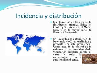 Incidencia y distribución
              la enfermedad en las aves es de
               distribución mundial. Existe en
               Centro y Sur America, el Medio
               Este, y en la mayor parte de
               Europa, Africa y Asia.

              En Colombia la enfermedad de
               Newcastle (NC) es endémica y
               presenta una alta prevalencia.
               Como medida de control de la
               enfermedad se ha establecido la
               vacunación rutinaria contra el
               virus de todas las aves
               comerciales y la vigilancia
               epidemiológica activa.
 