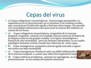 Cepas del virus
 a) Cepas velógenicas viscerotrópicas: Hemorriages petequiales y/o
    equimóticas en el proventrículo, en el intestino y las tonsinas cecales,
    que caracterizan la infección aguda y fatal por estas etapas, De acuerdo
    a la mortalidad embrionaria estas provocan la muerte del embrión en
    menos de 60 horas.
   a) Cepas velógenicas neurotrópicas: congestión de la mucosa
    traqueal, traqueitis catarral con exudado mucoso tanto en el lumen de
    la traquea como en los pasajes nasales. Los signos neurológicos e
    historia de alta mortalidad , pero sin lesiones intestinales, es un cuadro
    patológico bastante común cuando hay infección de estas cepas.
   b) Cepas mesógenicas: traqueitis catarral aguda asociada a signos
    nerviosos con baja mortalidad.
   c) Cepas lentogénicas: Producen solo una débil inflamación catarral
    de la mucosa traqueal, o causan una infección respiratoria inaparente.
   d) Cepas entéricas avirulentas: parecen ser apatógenas, se replican
    primariamente en las celulas del epitelio intestinal.
 