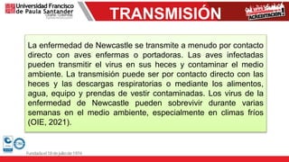 TRANSMISIÓN
La enfermedad de Newcastle se transmite a menudo por contacto
directo con aves enfermas o portadoras. Las aves infectadas
pueden transmitir el virus en sus heces y contaminar el medio
ambiente. La transmisión puede ser por contacto directo con las
heces y las descargas respiratorias o mediante los alimentos,
agua, equipo y prendas de vestir contaminadas. Los virus de la
enfermedad de Newcastle pueden sobrevivir durante varias
semanas en el medio ambiente, especialmente en climas fríos
(OIE, 2021).
 