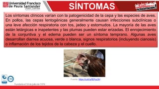SÍNTOMAS
Fuente: https://cutt.ly/fEPoz3H
Los síntomas clínicos varían con la patogenicidad de la cepa y las especies de aves.
En pollos, las cepas lentogénicas generalmente causan infecciones subclínicas o
una leve afección respiratoria con tos, jadeo y estornudos. La mayoría de las aves
están letárgicas e inapetentes y las plumas pueden estar erizadas. El enrojecimiento
de la conjuntiva y el edema pueden ser un síntoma temprano. Algunas aves
desarrollan diarrea acuosa, verde o blanca, signos respiratorios (incluyendo cianosis)
o inflamación de los tejidos de la cabeza y el cuello.
 