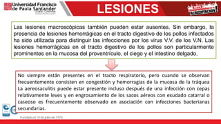 LESIONES
Las lesiones macroscópicas también pueden estar ausentes. Sin embargo, la
presencia de lesiones hemorrágicas en el tracto digestivo de los pollos infectados
ha sido utilizada para distinguir las infecciones por los virus V.V. de los V.N. Las
lesiones hemorrágicas en el tracto digestivo de los pollos son particularmente
prominentes en la mucosa del proventrículo, el ciego y el intestino delgado.
No siempre están presentes en el tracto respiratorio, pero cuando se observan
frecuentemente consisten en congestión y hemorragias de la mucosa de la tráquea
La aereosaculitis puede estar presente incluso después de una infección con cepas
relativamente leves y en engrosamiento de los sacos aéreos con exudado catarral o
caseoso es frecuentemente observado en asociación con infecciones bacterianas
secundarias.
 