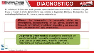 DIAGNOSTICO
La enfermedad de Newcastle puede presentar un cuadro clínico muy similar al de la influenza aviar, por
lo que se requiere la prueba de laboratorio para confirmar el diagnóstico. El método de diagnóstico más
empleado es el aislamiento del virus y su caracterización ulterior.
Clínico: La enfermedad de Newcastle, debe ser
considerada, especialmente en los pollos, cuando las
tasas de morbilidad y mortalidad son altas y los síntomas
son consistentes con esta enfermedad.
Diagnóstico Diferencial: El diagnóstico diferencial de
la enfermedad de Newcastle velogénica comprende
otras causas de septicemia, enteritis, afección
respiratoria y/o signos neurológicos (OIE, 2021).
 
