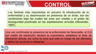 CONTROL
Los factores más importantes en prevenir la introducción de la
enfermedad y su diseminación en presencia de un brote, son las
condiciones bajo las cuales las aves son criadas y el grado de
bioseguridad practicado en las explotaciones avícolas (Alexander,
1997).
Una vez confirmada la presencia de la enfermedad de Newcastle, el ICA
por medio de resolución declara la cuarentena, establece el área de
afectación directa, así como la zona que está en riesgo de ser afectada,
y define las acciones a adelantar.
 