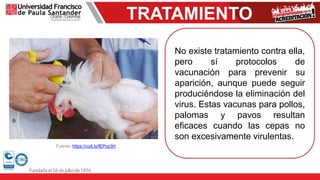 TRATAMIENTO
Fuente: https://cutt.ly/fEPoz3H
No existe tratamiento contra ella,
pero sí protocolos de
vacunación para prevenir su
aparición, aunque puede seguir
produciéndose la eliminación del
virus. Estas vacunas para pollos,
palomas y pavos resultan
eficaces cuando las cepas no
son excesivamente virulentas.
 