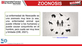 ZOONOSIS
Fuente: https://cutt.ly/fEPoz3H
La enfermedad de Newcastle es
una zoonosis muy leve (o sea,
una enfermedad animal que
puede infectar a los humanos) y
puede causar conjuntivitis en el
hombre, pero suele ser muy leve
y limitada (OIE, 2021).
 