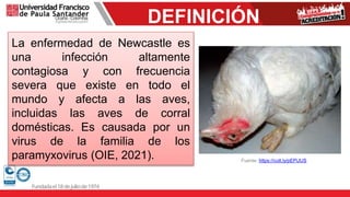 DEFINICIÓN
Fuente: https://cutt.ly/pEPiJUS
La enfermedad de Newcastle es
una infección altamente
contagiosa y con frecuencia
severa que existe en todo el
mundo y afecta a las aves,
incluidas las aves de corral
domésticas. Es causada por un
virus de la familia de los
paramyxovirus (OIE, 2021).
 
