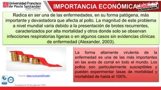 IMPORTANCIA ECONÓMICA
Fuente: https://cutt.ly/mEPow8V
Radica en ser una de las enfermedades, en su forma patógena, más
importante y devastadora que afecta al pollo. La magnitud de este problema
a nivel mundial varía debido a la presentación de brotes recurrentes,
caracterizados por alta mortalidad y otros donde solo se observan
infecciones respiratorias ligeras o en algunos casos sin evidencias clínicas
de enfermedad (Alexander, 2003).
La forma altamente virulenta de la
enfermedad es una de las más importantes
en las aves de corral en todo el mundo. Los
pollos son particularmente susceptibles y
pueden experimentar tasas de morbilidad y
mortalidad de hasta el 100%.
 