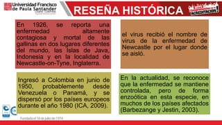 RESEÑA HISTÓRICA
En 1926, se reporta una
enfermedad altamente
contagiosa y mortal de las
gallinas en dos lugares diferentes
del mundo, las Islas de Java,
Indonesia y en la localidad de
Newcastle-on-Tyne, Inglaterra.
el virus recibió el nombre de
virus de la enfermedad de
Newcastle por el lugar donde
se aisló.
Ingresó a Colombia en junio de
1950, probablemente desde
Venezuela o Panamá, y se
dispersó por los países europeos
durante el año 1980 (ICA, 2009).
En la actualidad, se reconoce
que la enfermedad se mantiene
controlada, pero de forma
enzoótica en esta especie, en
muchos de los países afectados
(Barbezange y Jestin, 2003).
 