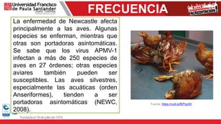 FRECUENCIA
Fuente: https://cutt.ly/fEPoz3H
La enfermedad de Newcastle afecta
principalmente a las aves. Algunas
especies se enferman, mientras que
otras son portadoras asintomáticas.
Se sabe que los virus APMV-1
infectan a más de 250 especies de
aves en 27 órdenes; otras especies
aviares también pueden ser
susceptibles. Las aves silvestres,
especialmente las acuáticas (orden
Anseriformes), tienden a ser
portadoras asintomáticas (NEWC,
2008).
 