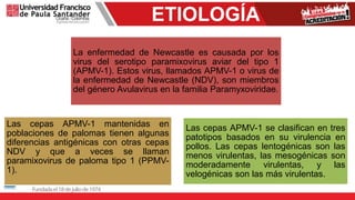 ETIOLOGÍA
La enfermedad de Newcastle es causada por los
virus del serotipo paramixovirus aviar del tipo 1
(APMV-1). Estos virus, llamados APMV-1 o virus de
la enfermedad de Newcastle (NDV), son miembros
del género Avulavirus en la familia Paramyxoviridae.
Las cepas APMV-1 mantenidas en
poblaciones de palomas tienen algunas
diferencias antigénicas con otras cepas
NDV y que a veces se llaman
paramixovirus de paloma tipo 1 (PPMV-
1).
Las cepas APMV-1 se clasifican en tres
patotipos basados en su virulencia en
pollos. Las cepas lentogénicas son las
menos virulentas, las mesogénicas son
moderadamente virulentas, y las
velogénicas son las más virulentas.
 