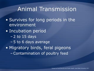 Animal Transmission
• Survives for long periods in the
  environment
• Incubation period
  – 2 to 15 days
  – 5 to 6 days average
• Migratory birds, feral pigeons
  – Contamination of poultry feed


                          Center for Food Security and Public Health, Iowa State University, 2011
 