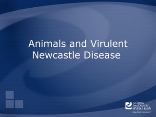 Animals and Virulent
 Newcastle Disease
 